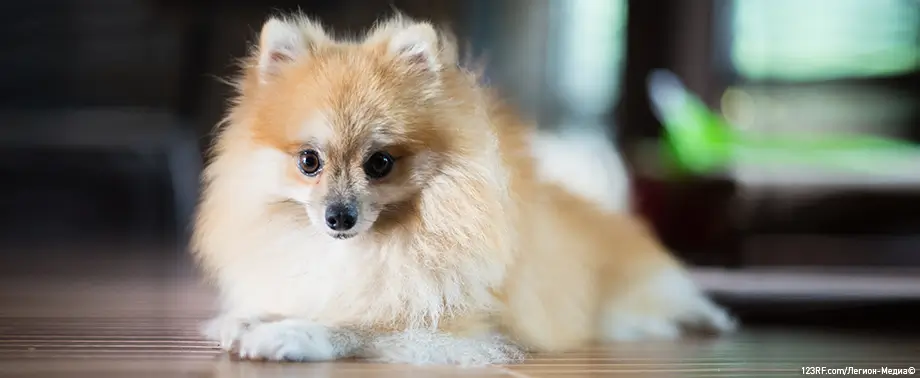 Алопеция у шпицев: лечение и причины, почему выпадает шерсть