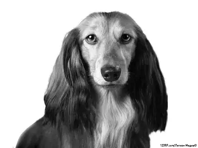 Длинношерстная такса