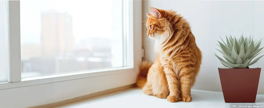 Зачем кошкам усы?