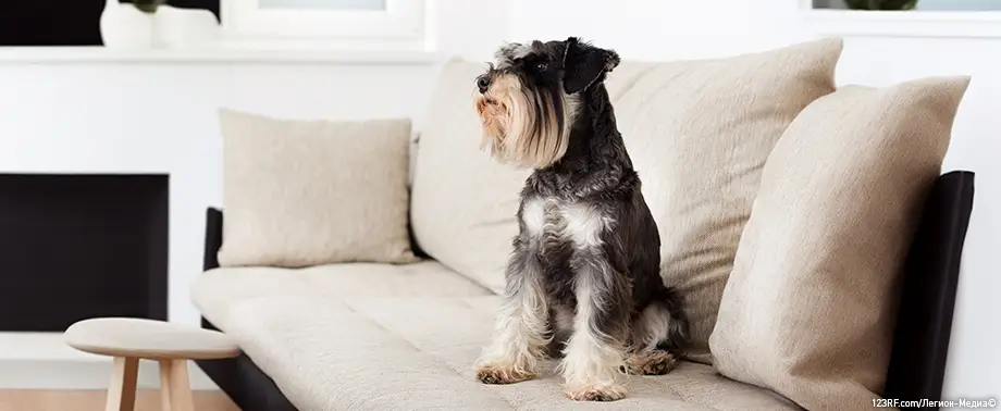 Можно ли давать чеснок собаке или нельзя?