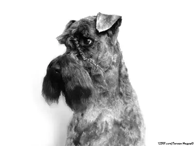 Керри-блю-терьер