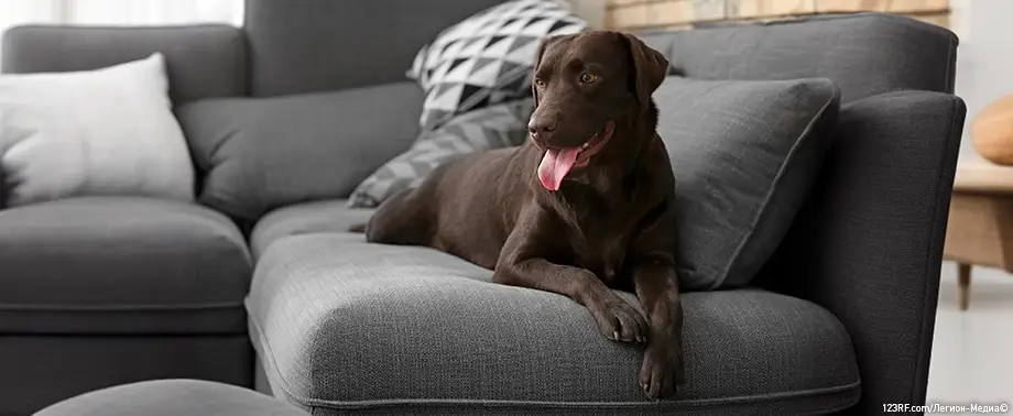 Можно ли собакам давать сладкое?