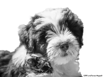 Тибетский терьер