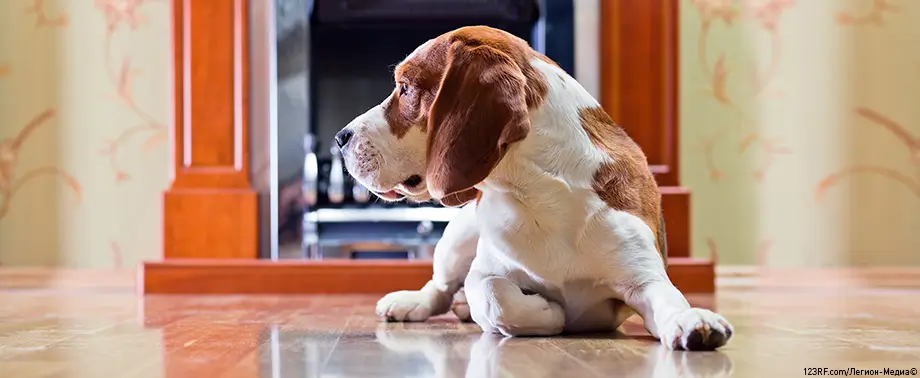 Почему собака может бояться пылесоса?