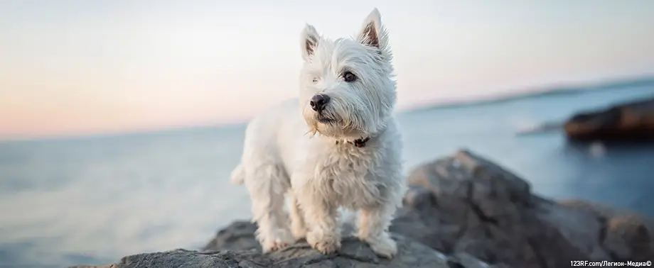 Как правильно кормить собаку?