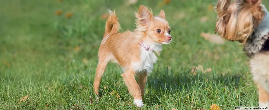 Почему чихуахуа дрожат и трясутся?