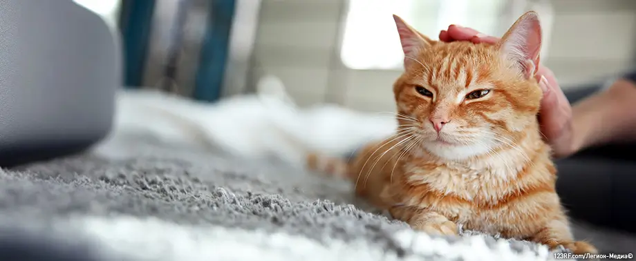 Можно ли давать свинину кошкам?