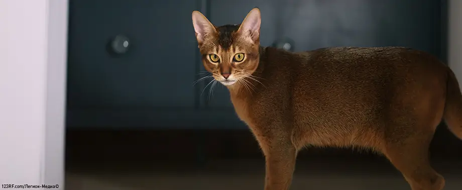 Почему кошки боятся огурцов?