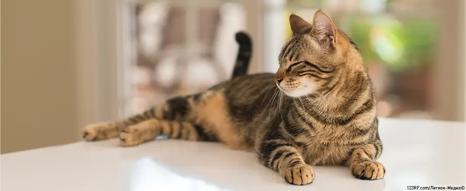 10 причин, почему кошка может высовывать и показывать язык