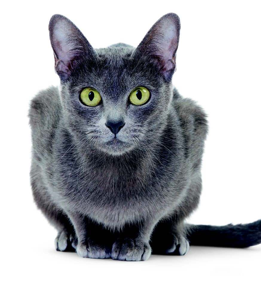 Корат