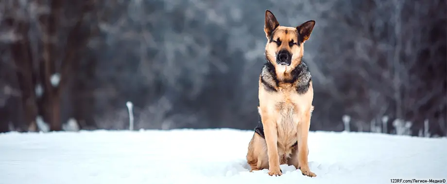 Как ухаживать за стареющей собакой?