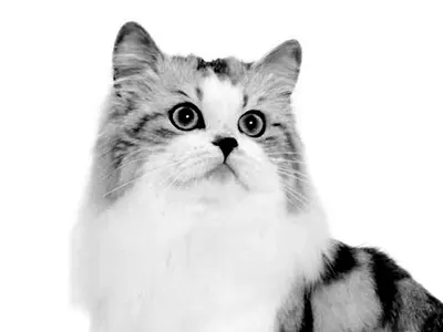 Рагамаффин