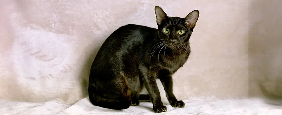 Редкие породы кошек