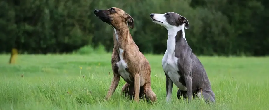 Быстрые породы собак