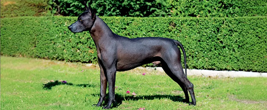 Бесшерстные породы собак: особенности, уход и популярные породы