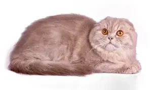 Хайленд-фолд