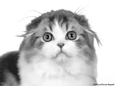 Хайленд-фолд