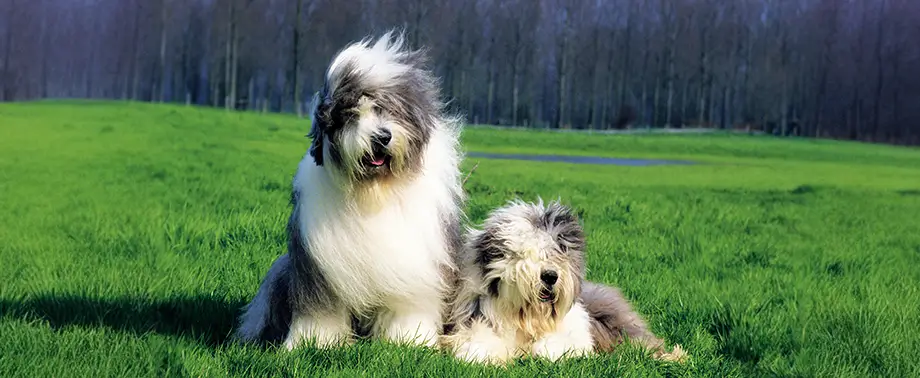 Породы собак-компаньонов