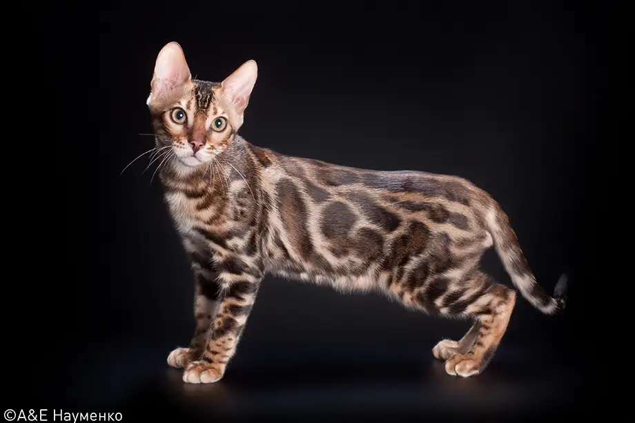 Быстрые породы кошек