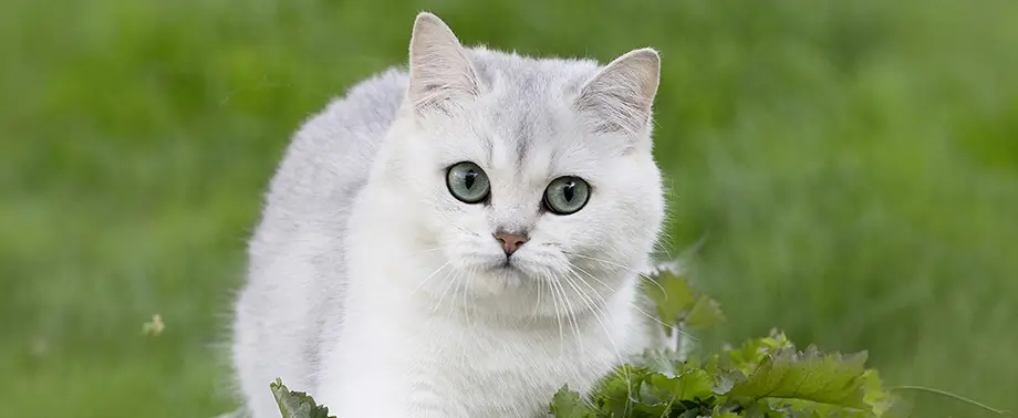 Ласковые породы кошек