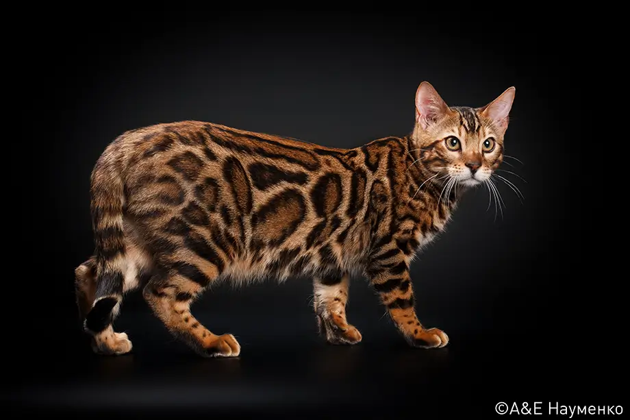 Пятнистые породы кошек