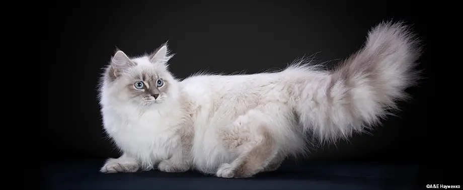 Относится ли сибирская кошка к аллергенным породам или нет?