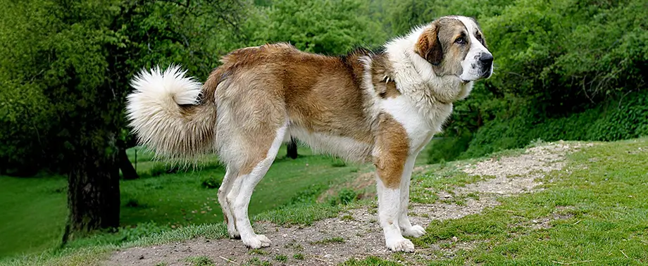 Популярные породы собак