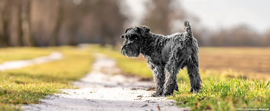 Лишай у собак