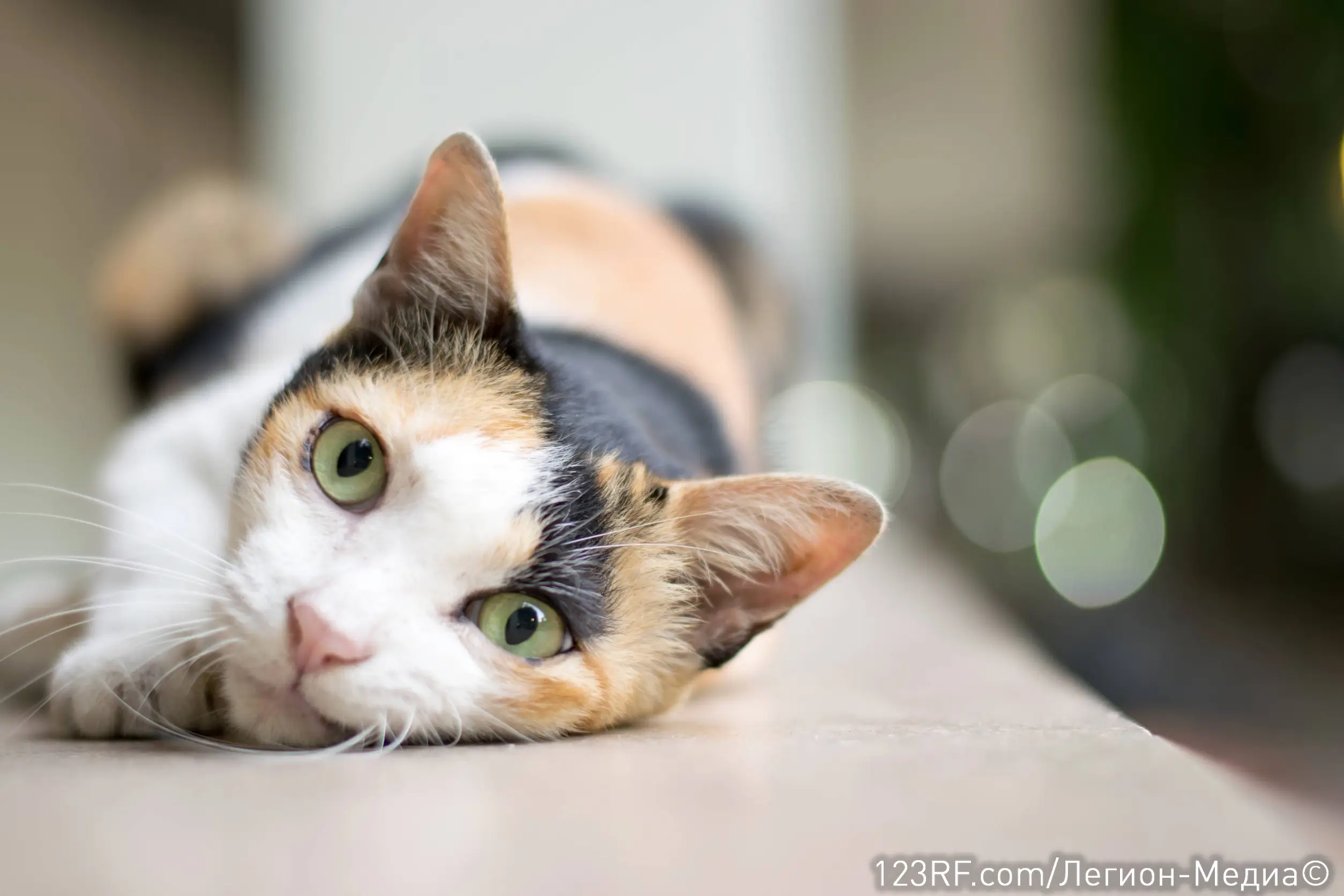 Можно ли кошкам давать есть бананы?