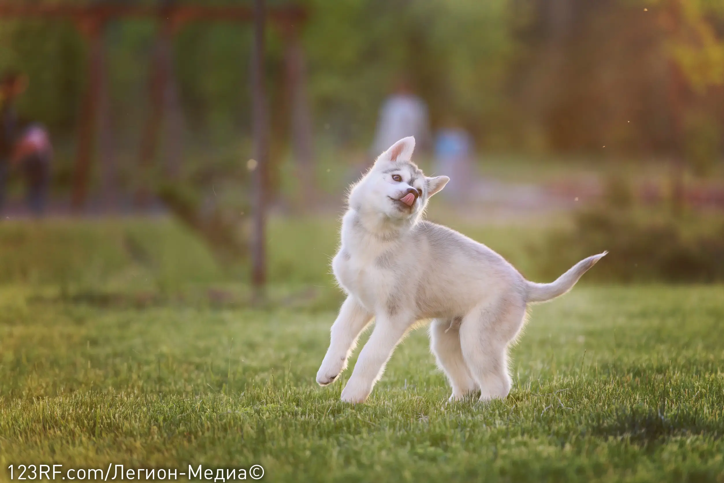 Можно ли давать собакам есть бананы?