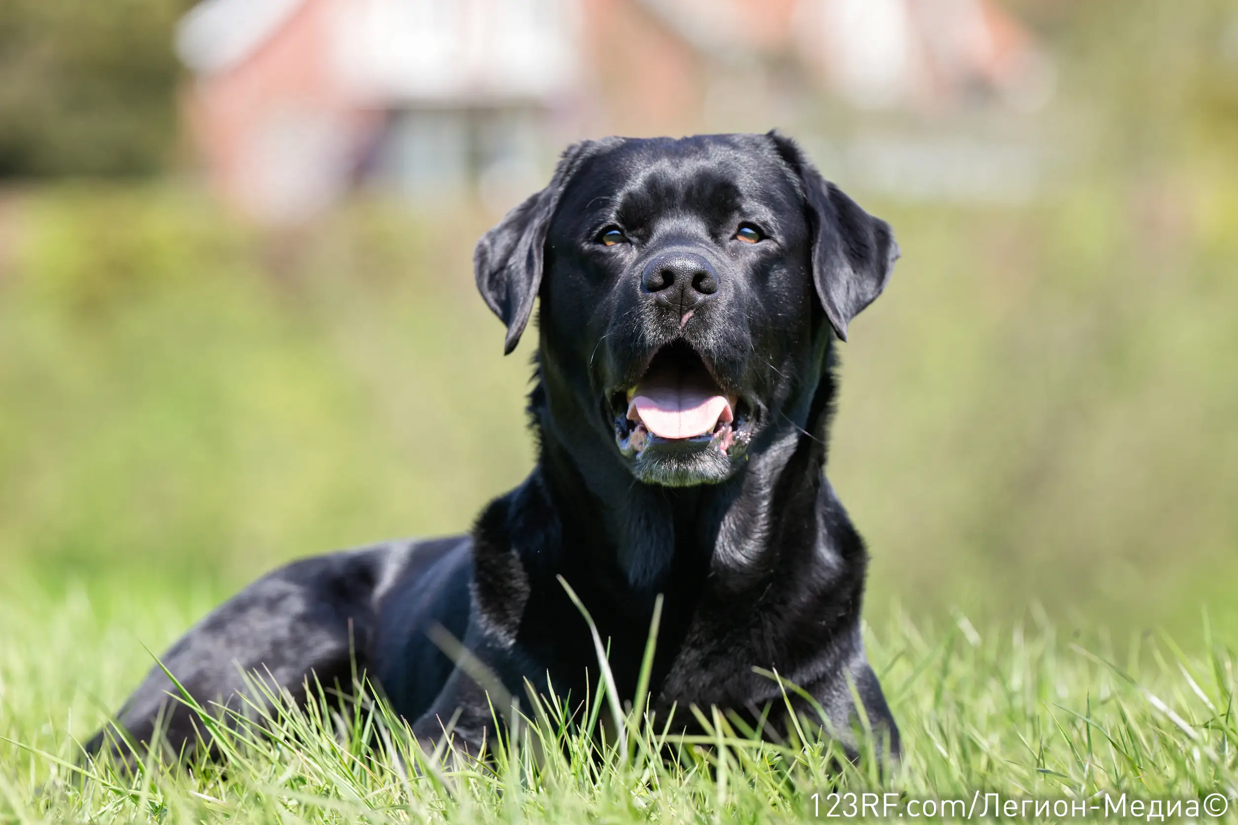 Можно ли давать свинину собакам или нет?