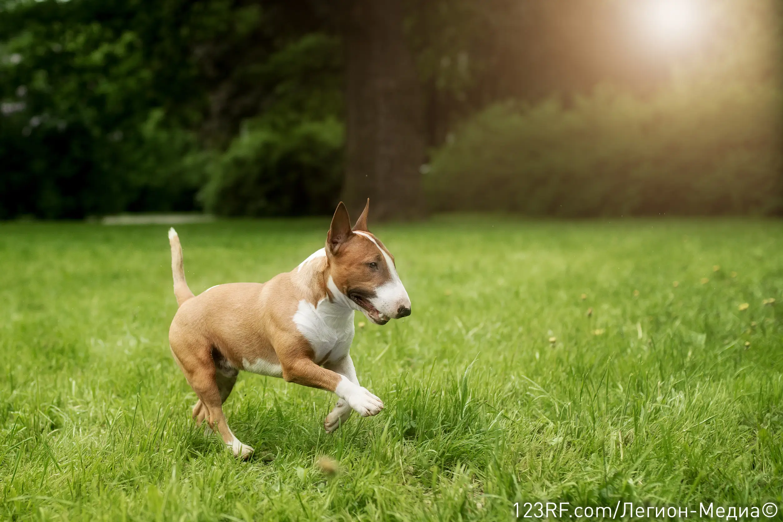 Можно ли давать картошку собаке: в вареном, сыром или жареном виде?