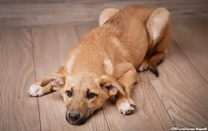 Понос у собаки