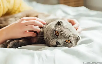 Рвота у кошки