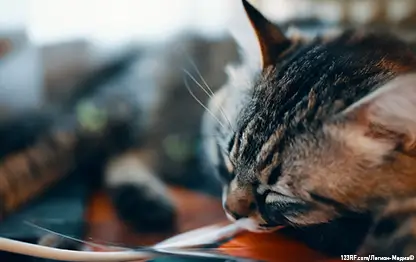 Чем кормить кошку при сахарном диабете?