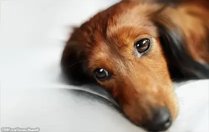 Чем кормить собаку при панкреатите?