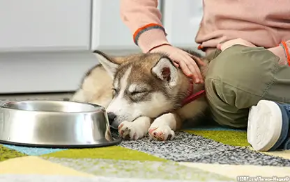 Чем кормить собаку при пищевой аллергии?