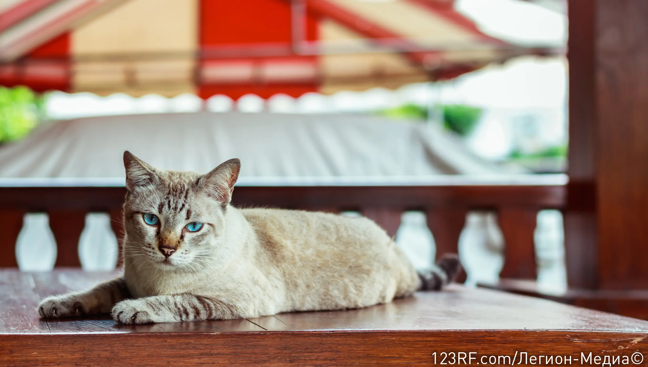 Можно ли кошкам давать яблоки?