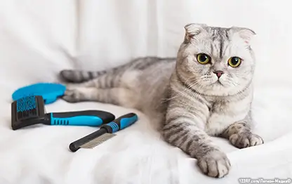 Что такое колтуны?