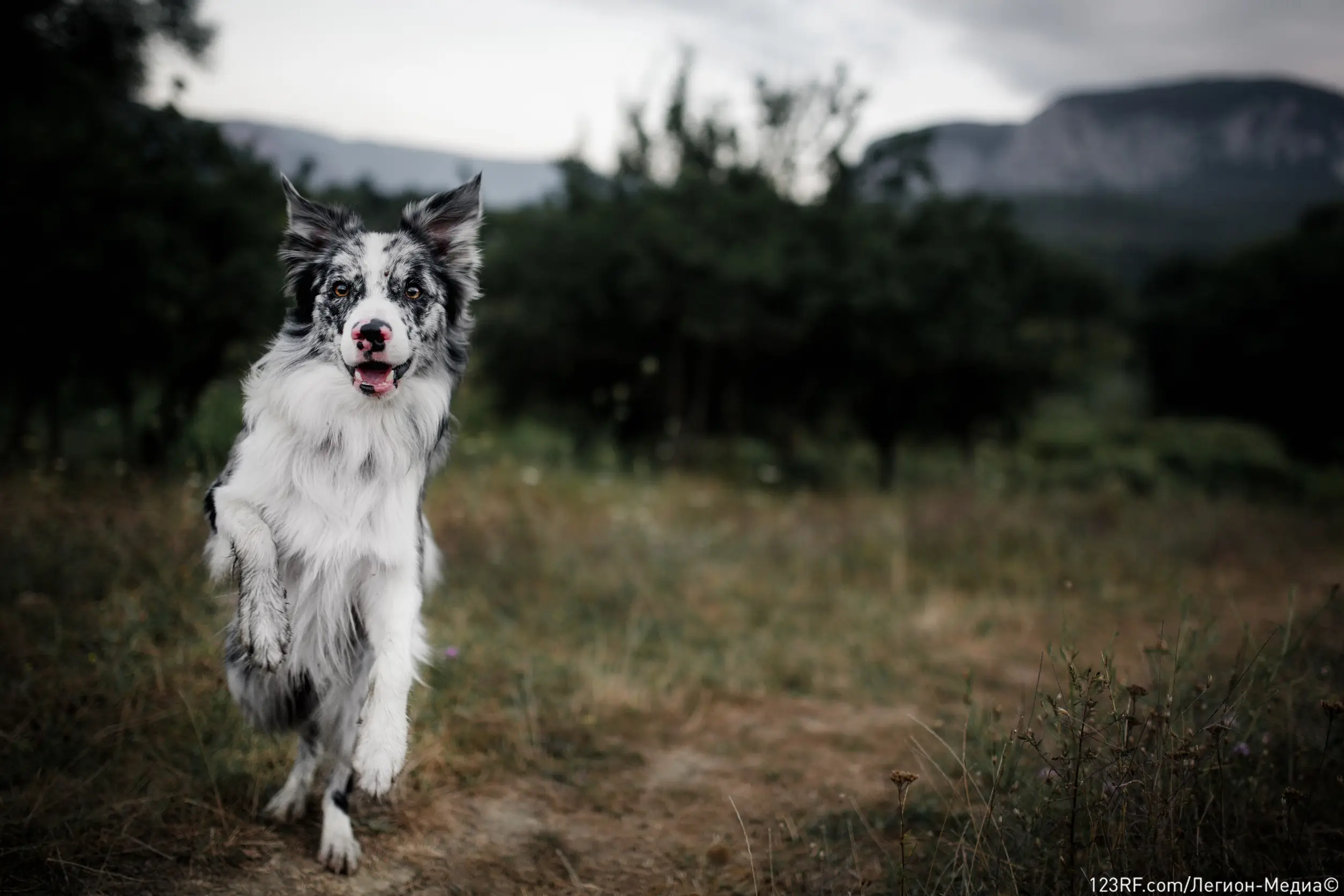 Можно ли собакам яблоки в свежем или сушеном виде?