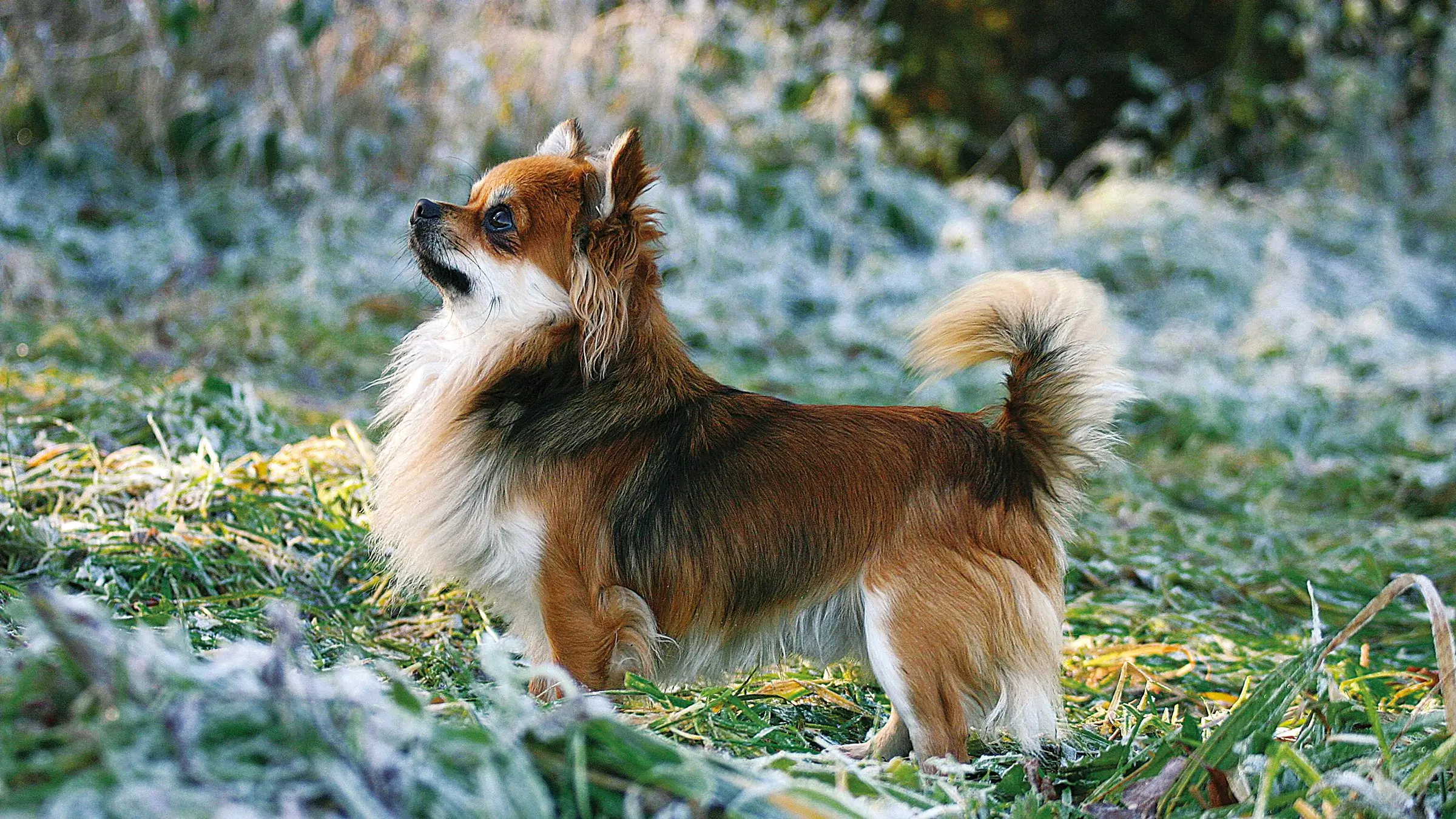 Аллергия на чихуахуа – правда и мифы