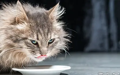 Чем нельзя кормить кошку?