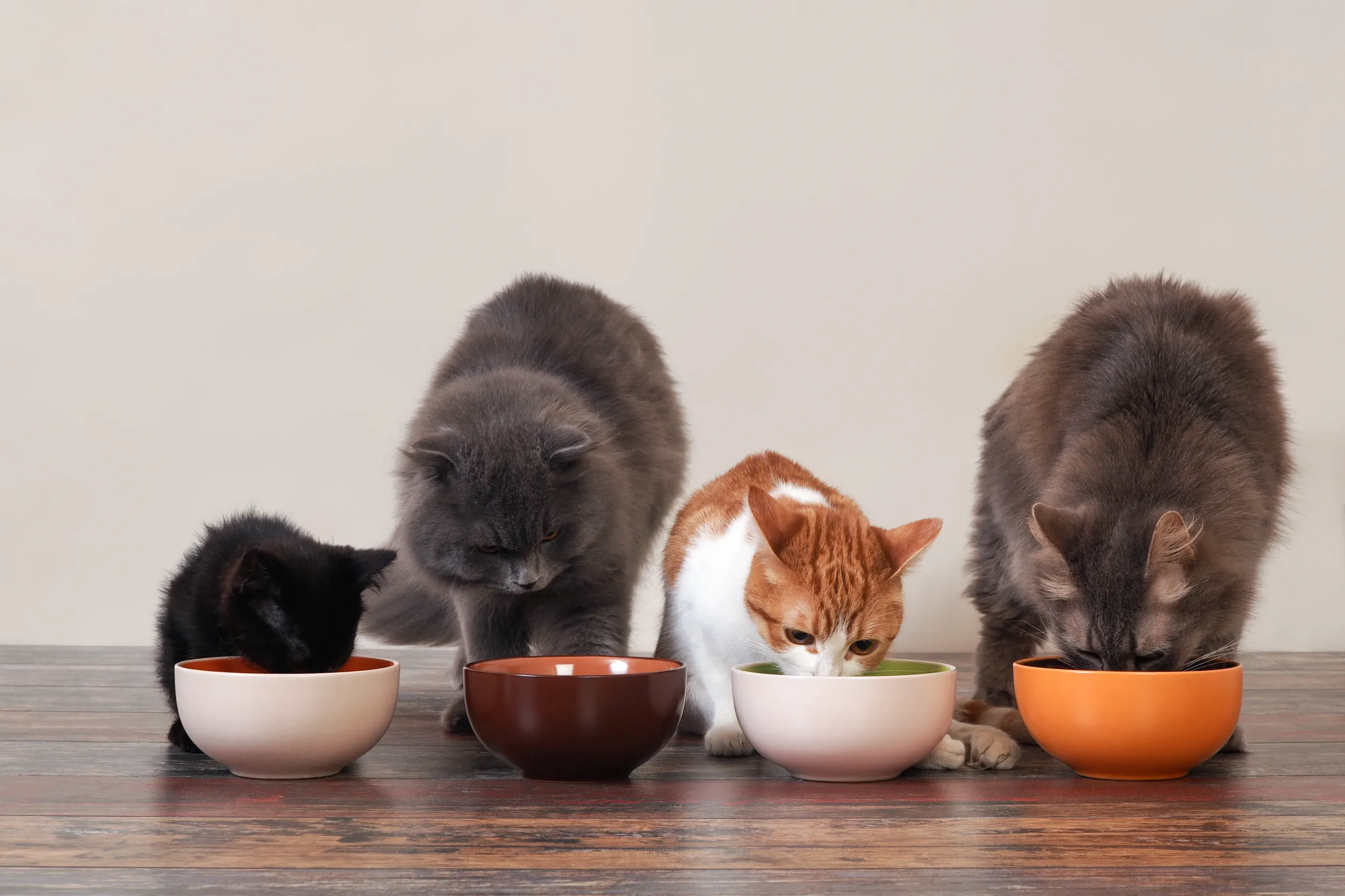 Чем нельзя кормить кошку?