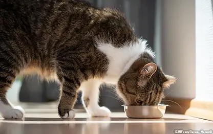 Чем кормить кошку при панкреатите?