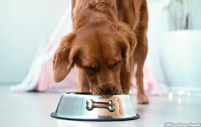 Чем кормить собаку при гастрите?