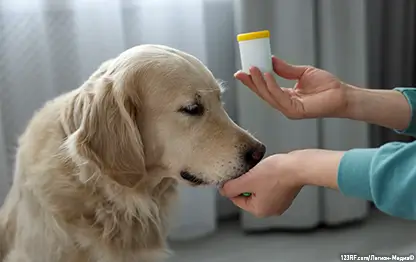 Как дать собаке таблетку?