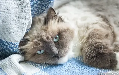 Эпилепсия у кошек