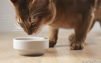 Что такое «натуральное питание» для кошек?