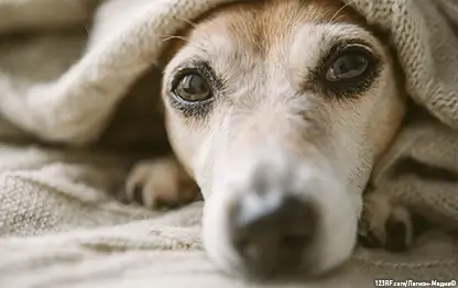 Чем кормить собаку при почечной недостаточности?