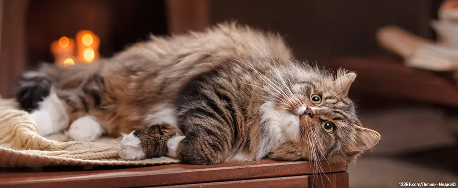 Хламидиоз кошек